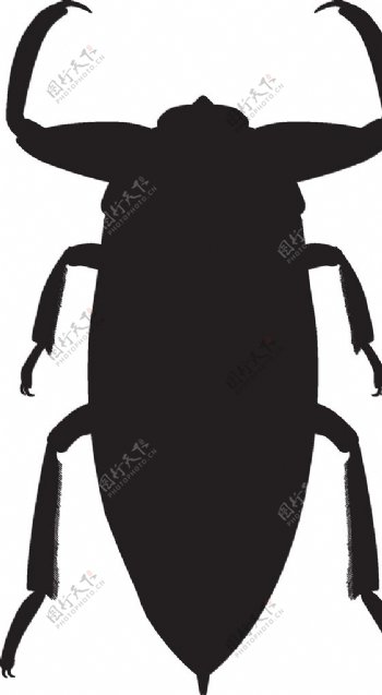 昆虫系列蝎蝽剪影