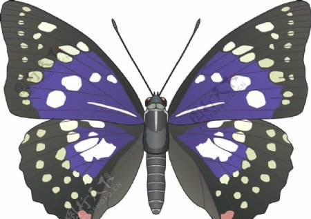 昆虫系列紫色蝴蝶