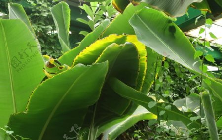 香蕉叶