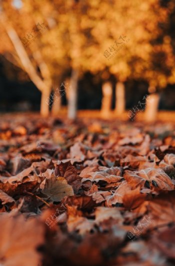 秋天落叶风景素材
