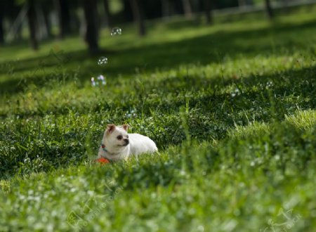 影樓背景