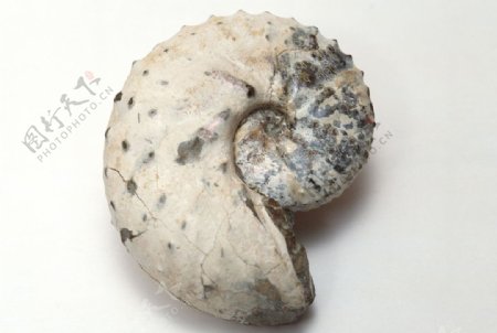 古化石