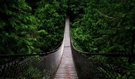 森林树木吊桥木桥风景