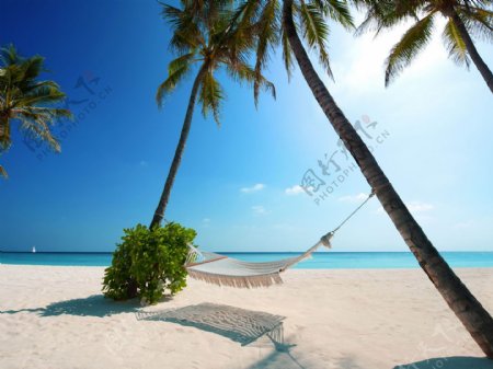 大气唯美海边沙滩树上吊床