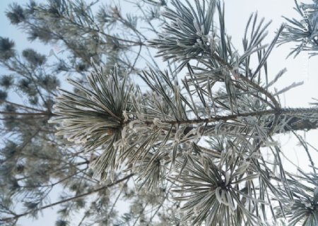 树挂干草雪地东北冬天
