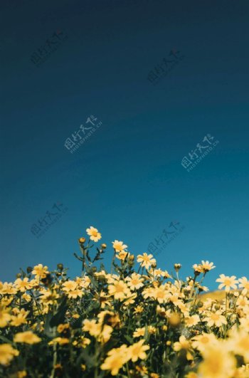 碧蓝天空下的黄色小花