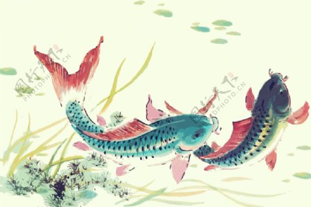 锦鲤草鱼