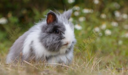 可爱的兔子摄影