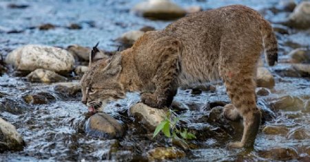 山猫猞猁野生动物背景