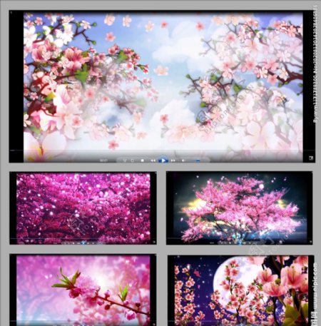 五彩斑斓桃花开放大屏幕视频素材