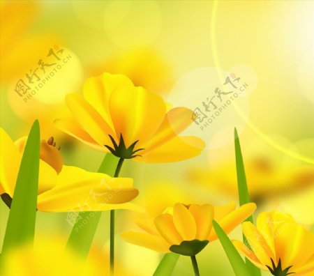 美丽阳光下的黄色花卉