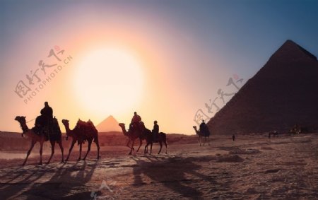 金字塔骆驼