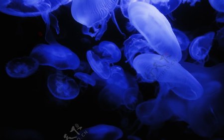 漂亮的蓝色水母