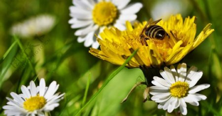 蜜蜂采蜜花朵草地植物