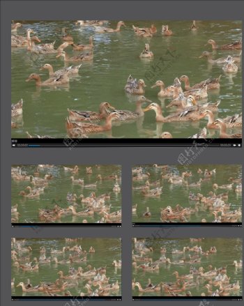 湖中戏水的一群鸭子视频素材