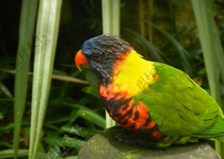 彩虹鹦鹉鸟