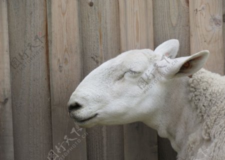 可爱的小绵羊