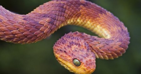 恐怖的毒蛇