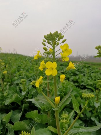 油菜花油菜花苔油菜花苞油