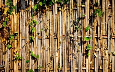竹自然材料泰国篱笆