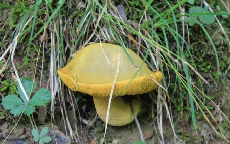 蘑菇菌类黄色森林自然