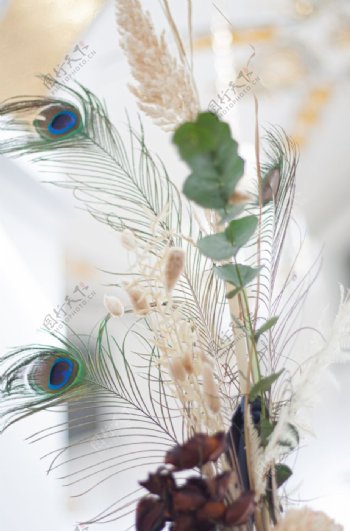 花卉装饰孔雀羽毛婚礼鸟类