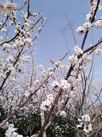 桃花盛开图片春天来了