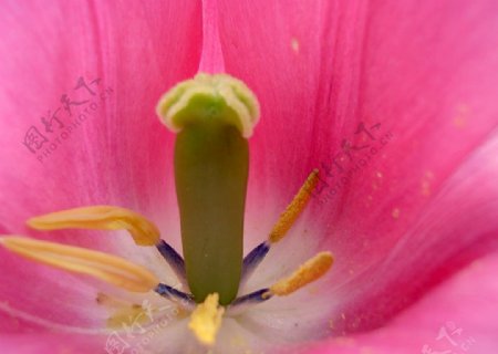 花花蕊郁金香孢子美盛开
