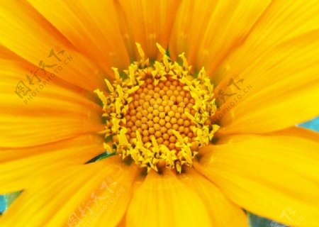 黄色花向日葵
