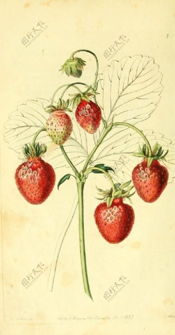 草莓果实的插画