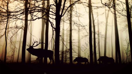 浓雾森林雄鹿与野猪剪影