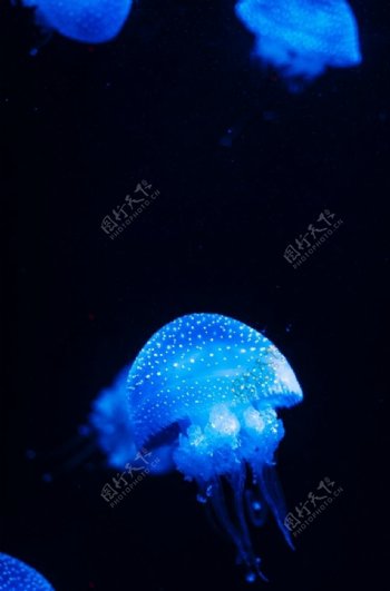 深海的蓝色水母