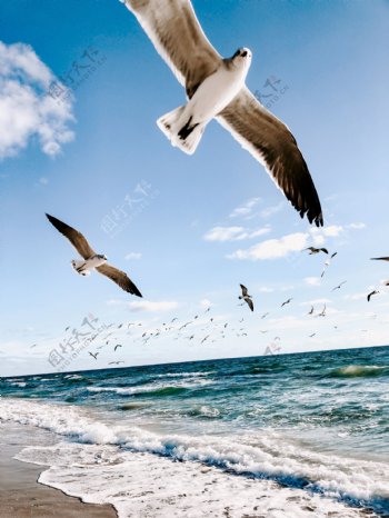 海鸥海鸟水鸟翱翔海边海浪沙滩