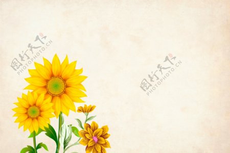 向日葵花朵背景图