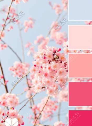 樱花配色方案