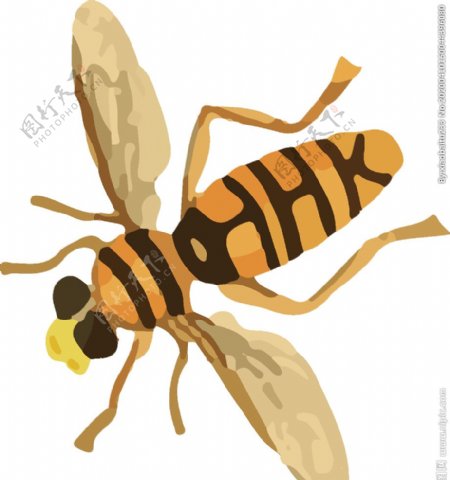 蜜蜂昆虫插画