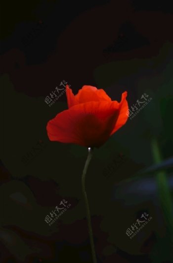 红罂粟花