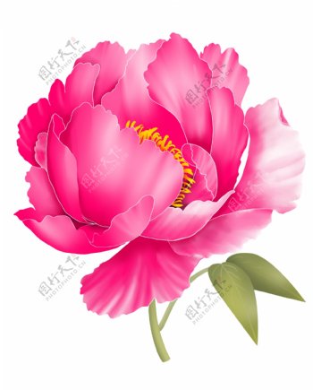 手绘粉红色牡丹花卉