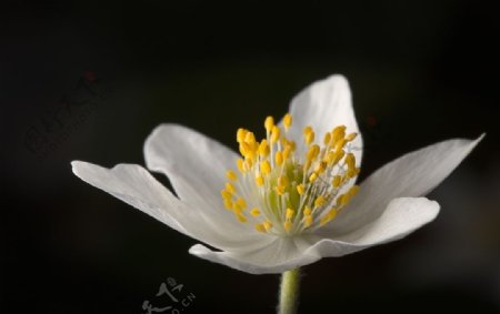 花朵白色银莲花