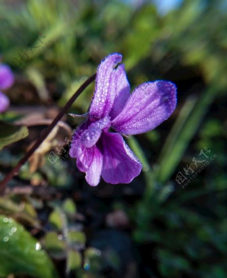 特写花卉紫色小野花开花