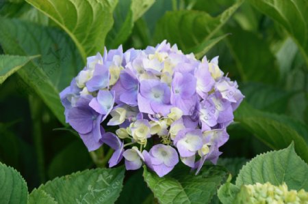 淡紫色绣球花植物特写