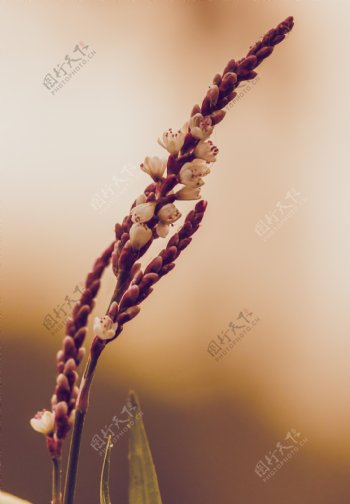鲜花稻穗