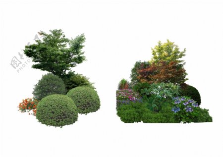 景观设计植物树木组团素材贴图