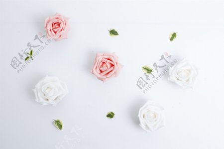 淡雅白色玫瑰花背景