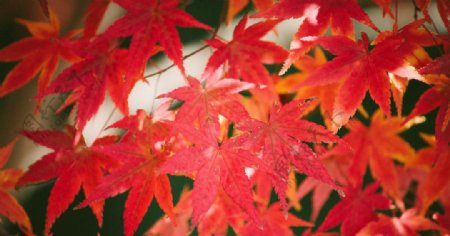 秋天红色树叶