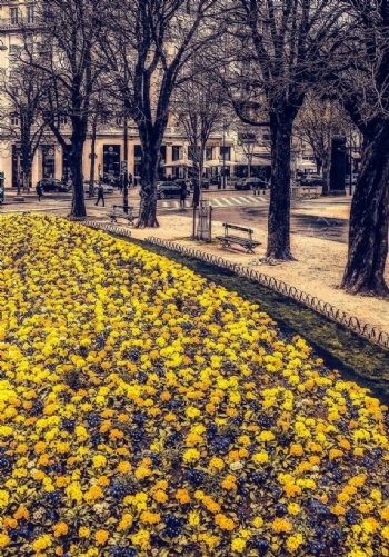 公园里的黄色菊花