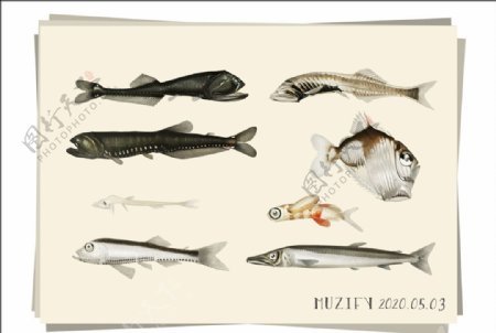 8款入深海鱼海洋生物图鉴