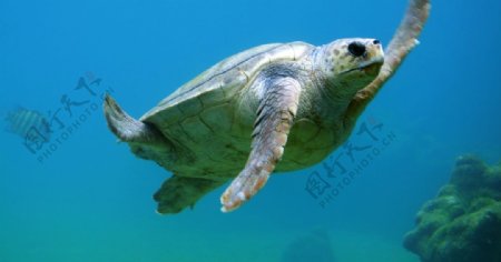 海龟乌龟游动