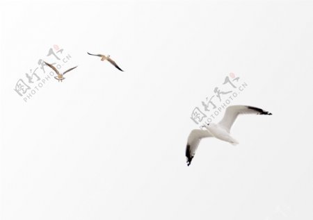海鸥白色远景飞翔海洋天空素材