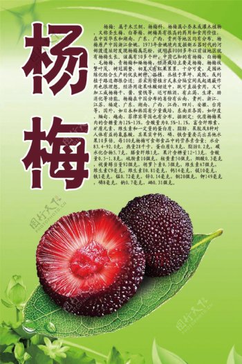 水果文化系列之杨梅